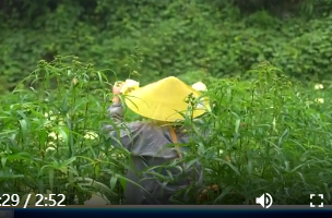 鼎城：种下黄蜀葵 绽放致富花