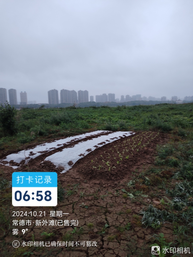 公园滩涂湿地私自种菜
