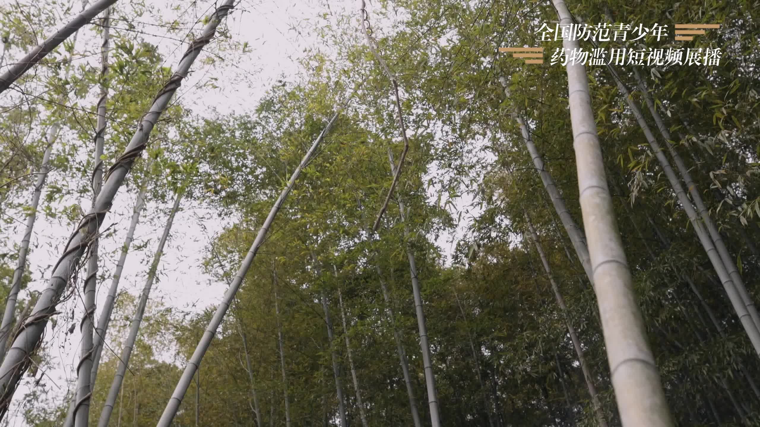 防范青少年涉麻精药品等成瘾性物质滥用短视频展播（五）