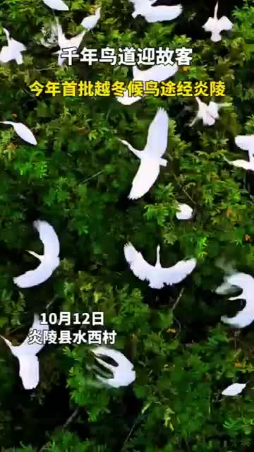 千年鸟道迎故客——今年首批越冬候鸟途径炎陵