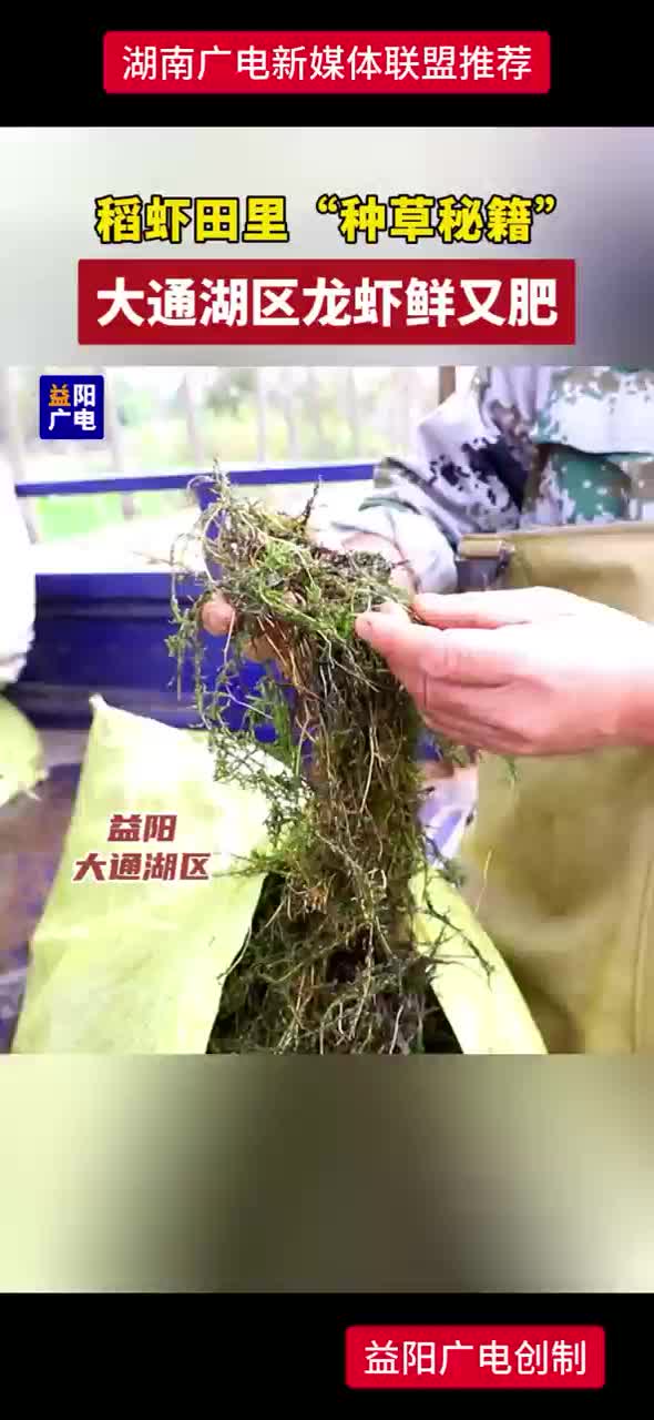 稻虾田里“种草秘籍”大通湖区龙虾鲜又肥