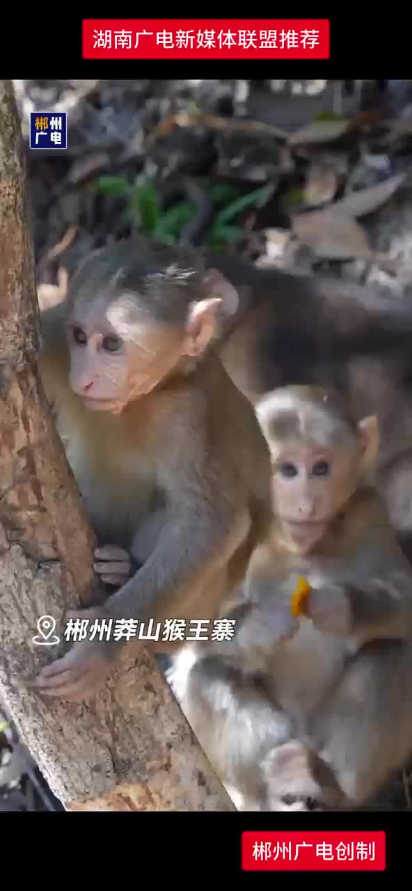 天气真好  下山觅食啦