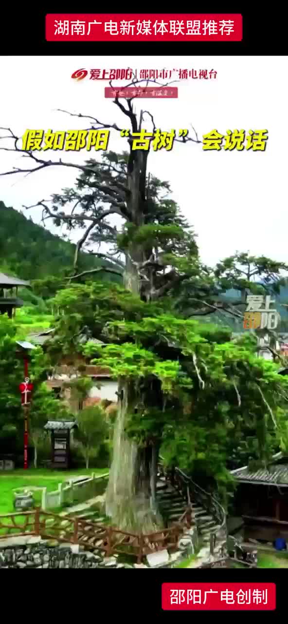 假如“邵阳”古树会说话