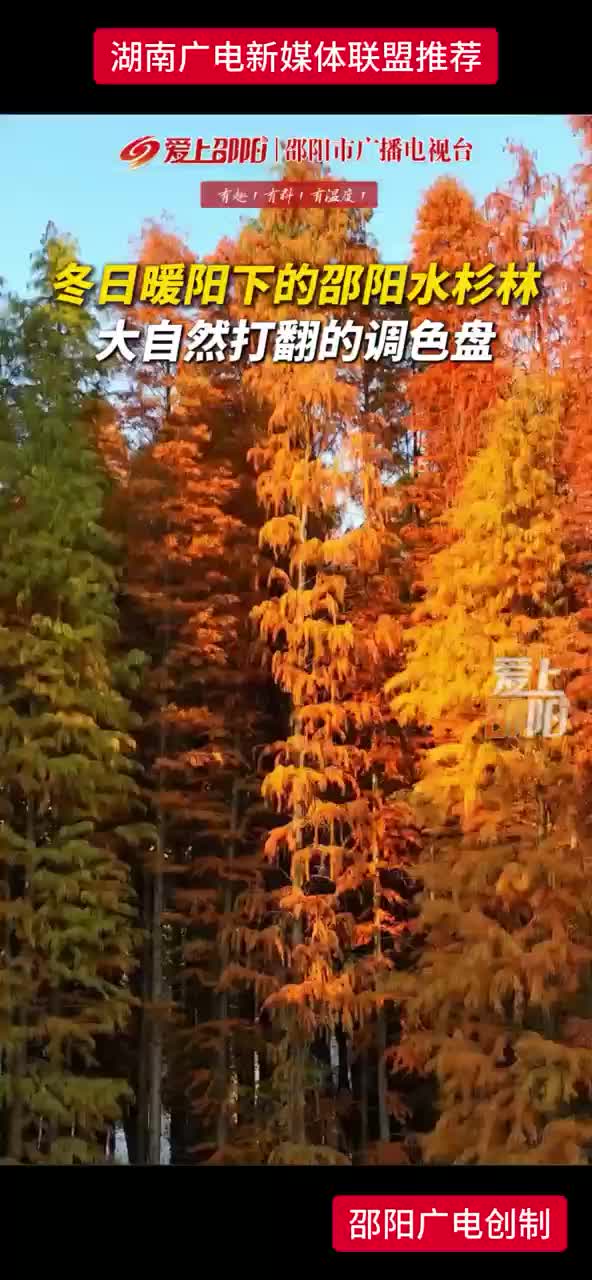 冬日暖阳下的邵阳水杉林