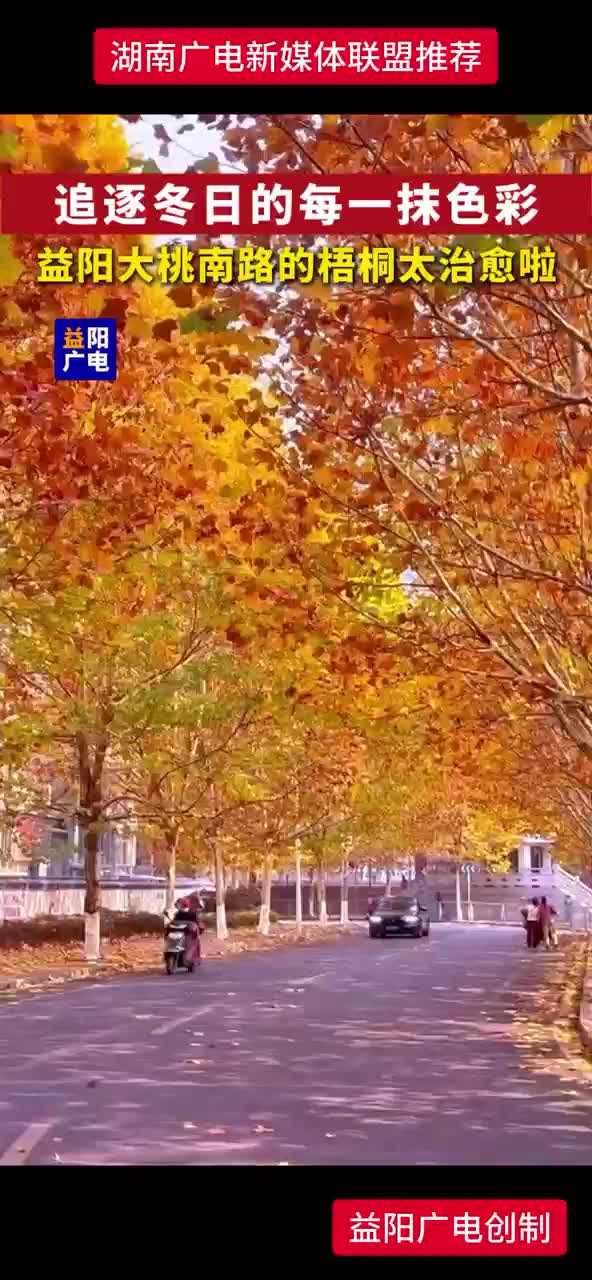 益阳大桃南路的梧桐太治愈啦