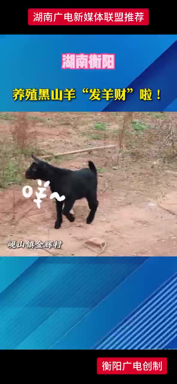 养殖黑山羊“发羊财”啦！