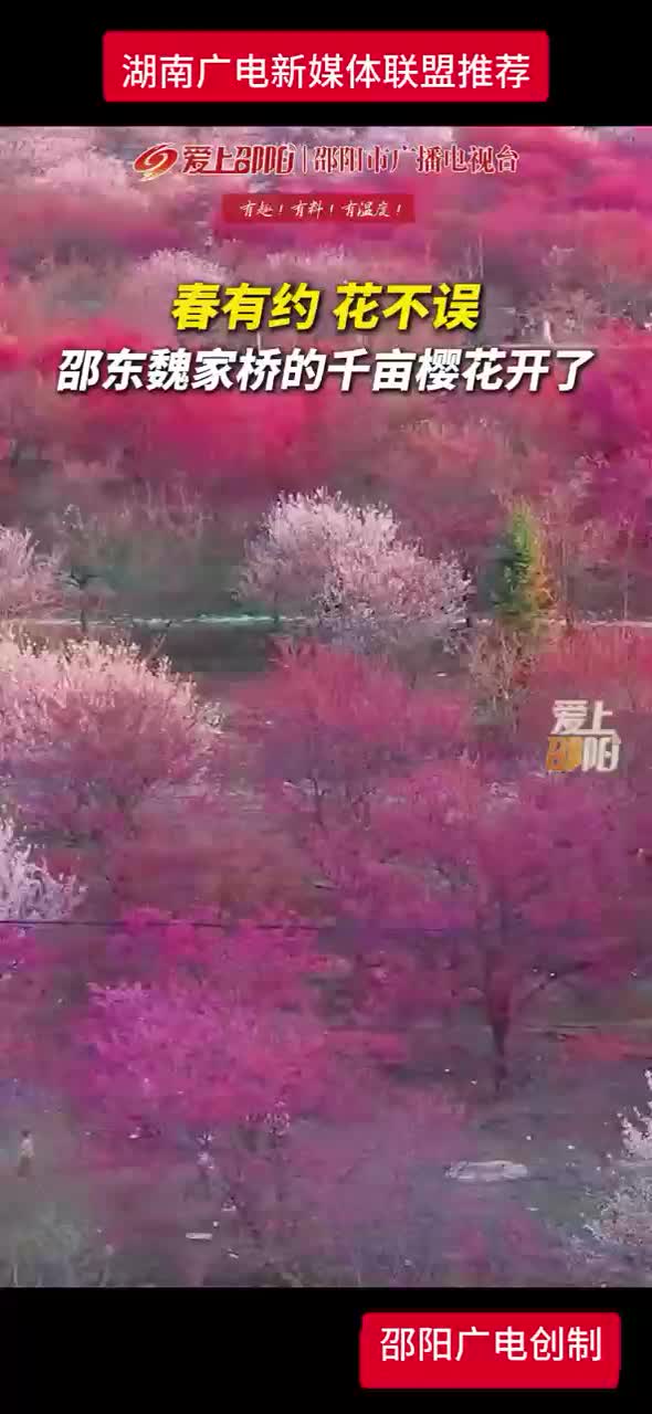春有约 花不误 邵东魏家桥的千亩樱花开了