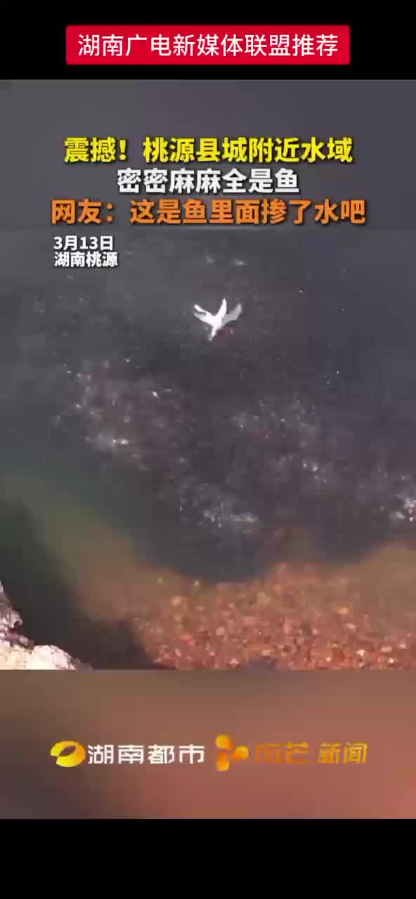 震撼！桃源县城附近水域密密麻麻全是鱼