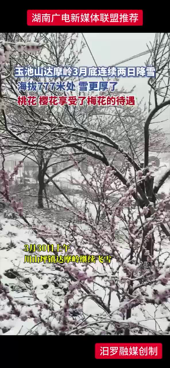 玉池山达摩岭3月底连续两日降雪 海拔777米处 雪更厚了 桃花 樱花享受了梅花的待遇