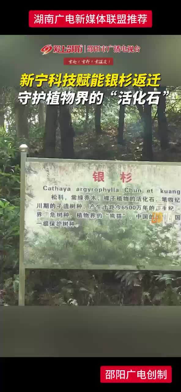 新宁科技赋能银杉返迁 守护植物界的“活化石”