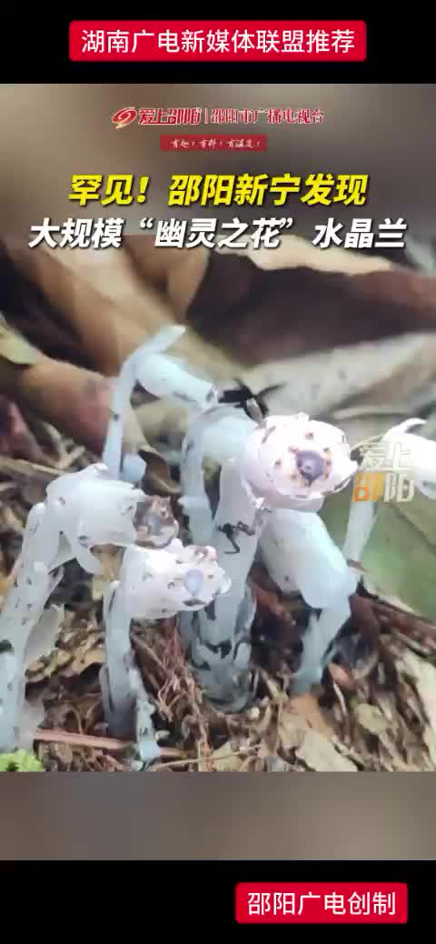 罕见! 邵阳新宁发现   大规模“幽灵之花”水晶兰