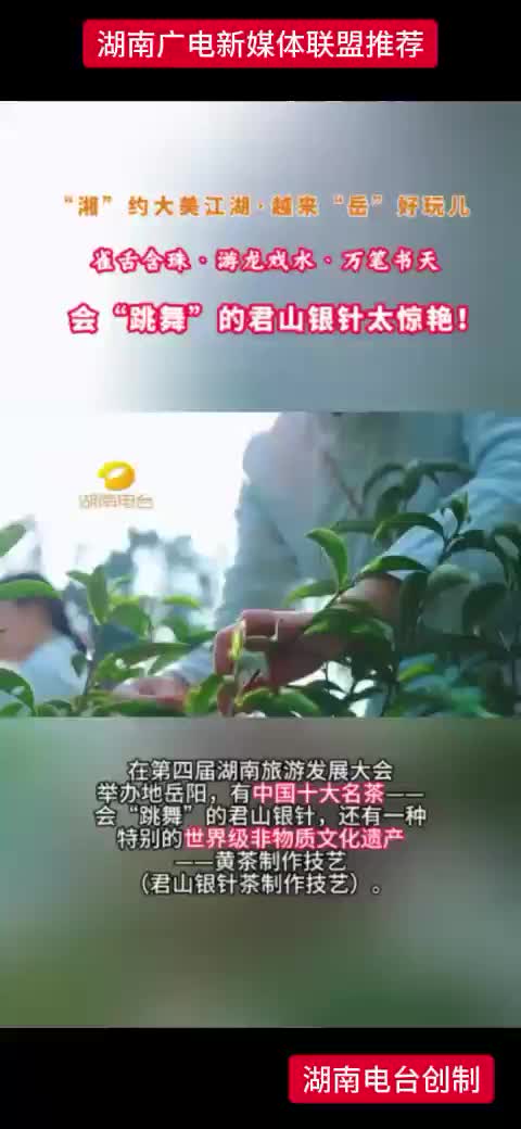 会 “跳舞” 的君山银针太惊艳!