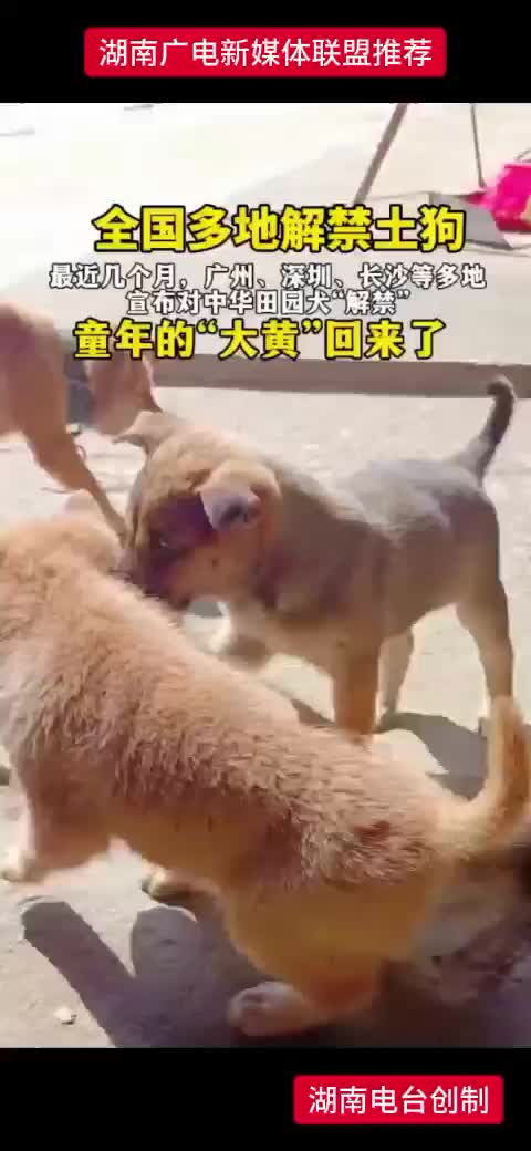 全国多地解禁士狗