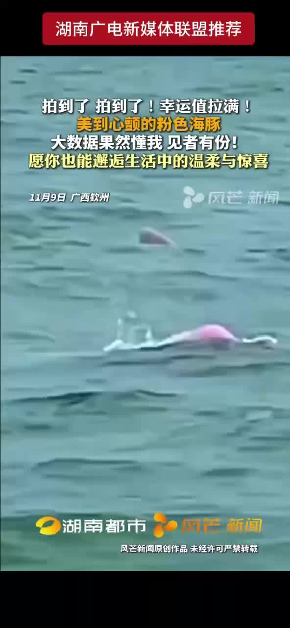 拍到了拍到了！幸运值拉满！美到心颤的粉色海豚！大数据果然懂我见者有份！愿你也能邂逅生活中的温柔与惊喜