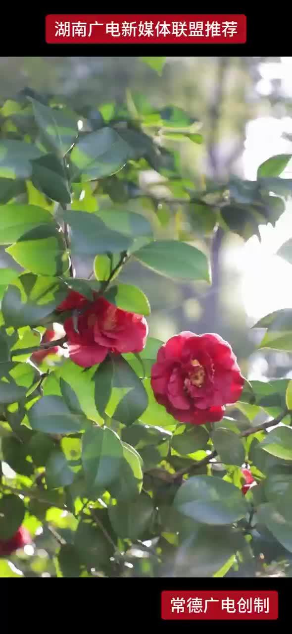 滨湖公园 花开好了 该见面了