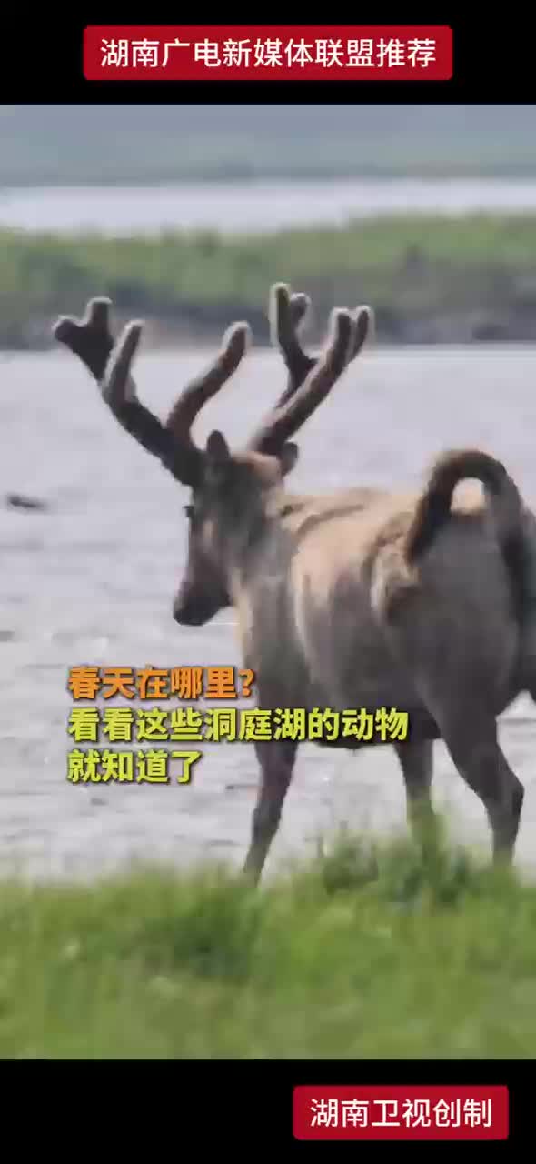 春天在哪里！看看这些洞庭湖的动物就知道了