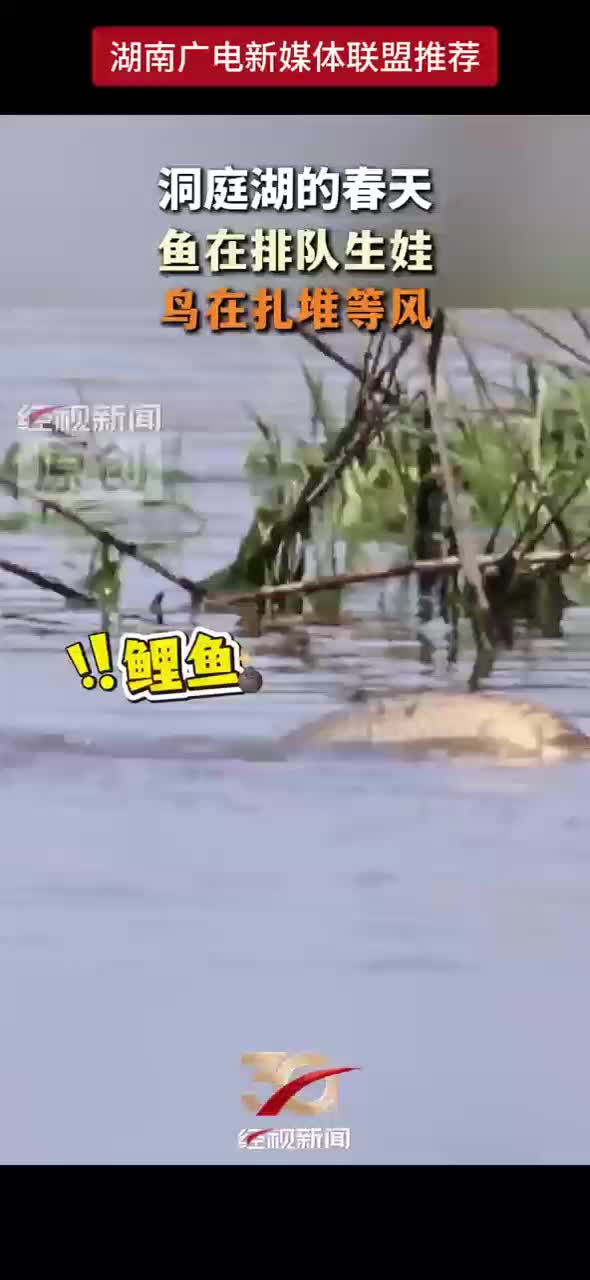 洞庭湖的春天鱼在排队生娃鸟在扎堆等风