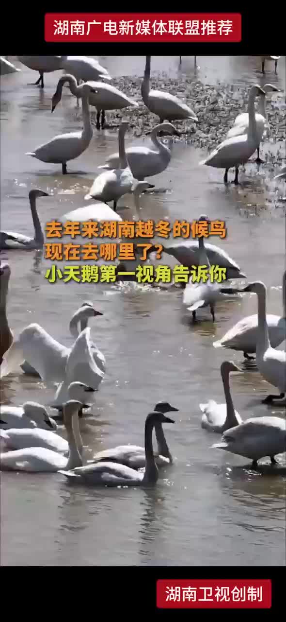去年来湖南越冬的候鸟现在去哪里了？