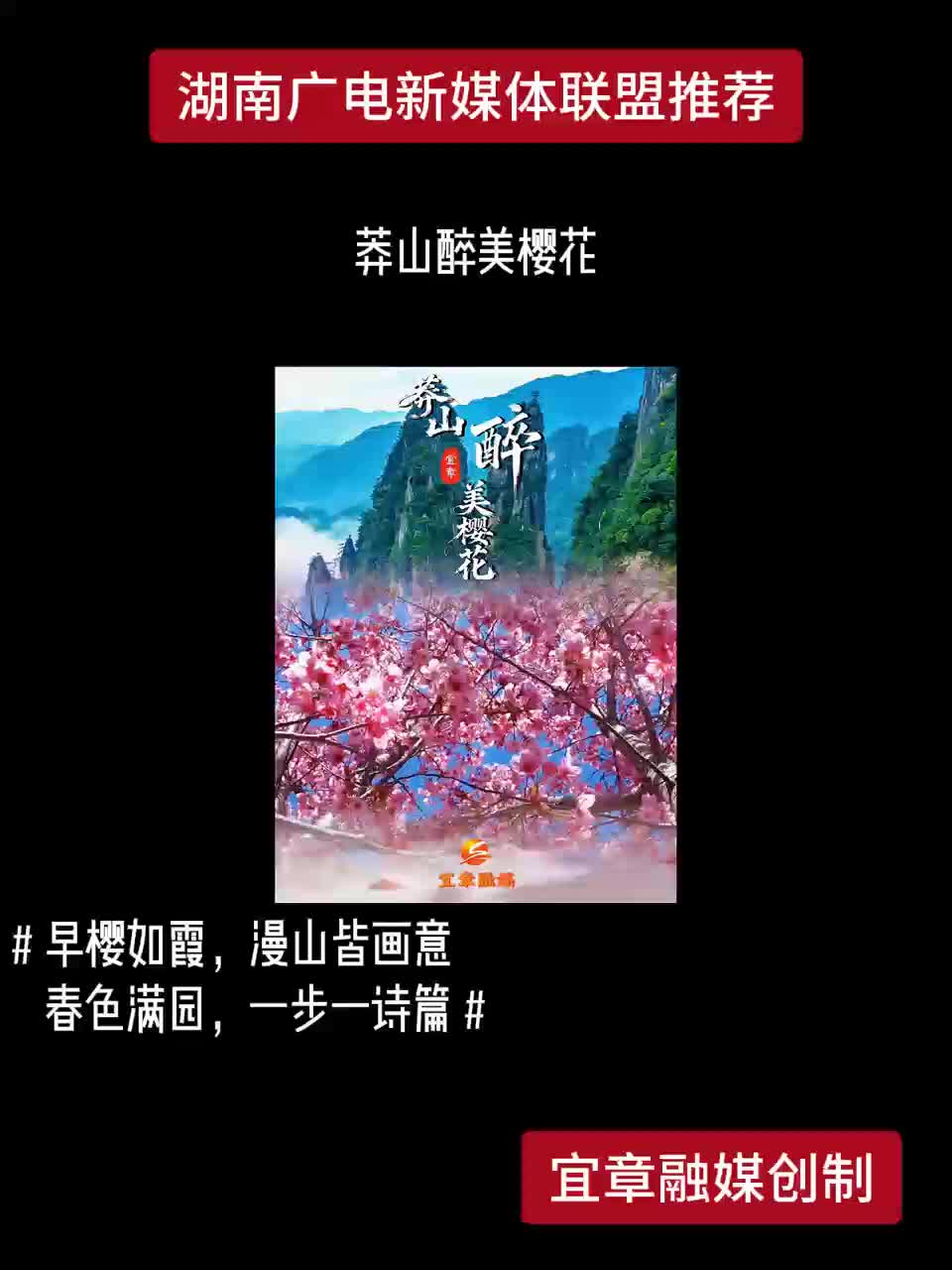 莽山醉美樱花