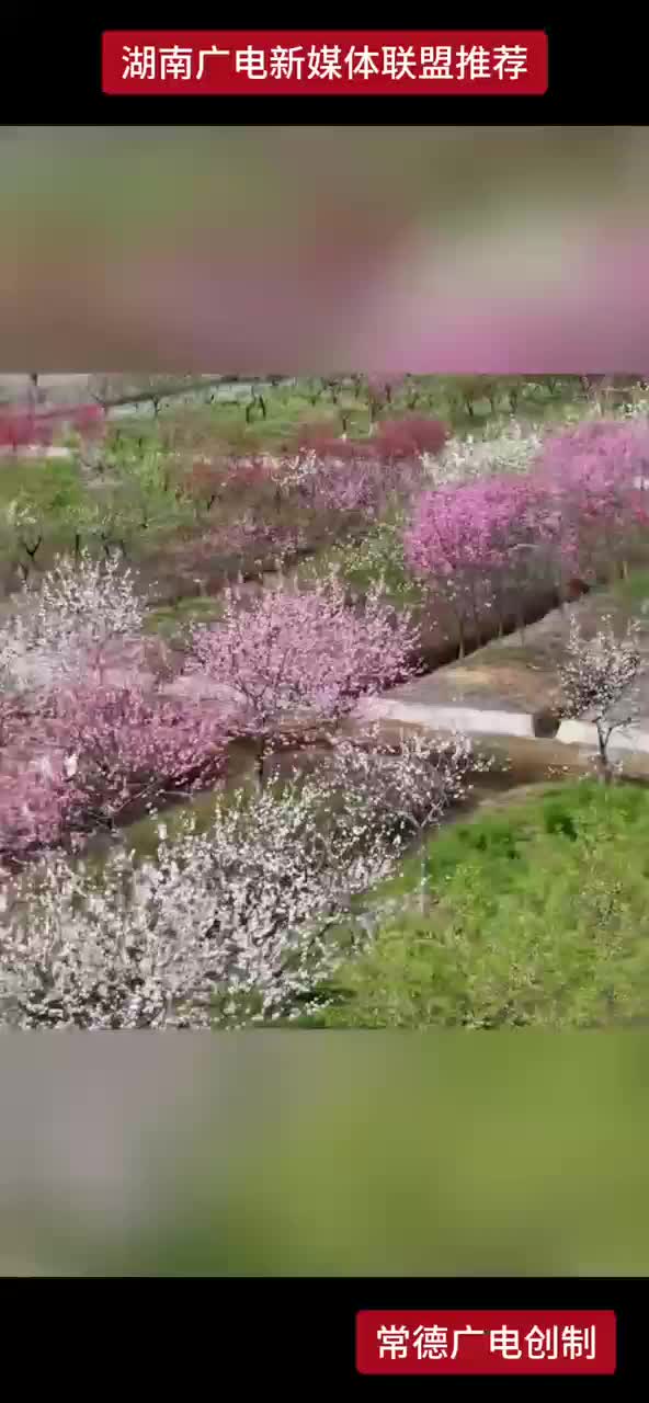 桃园桃花盛放今年将迎两个新品种