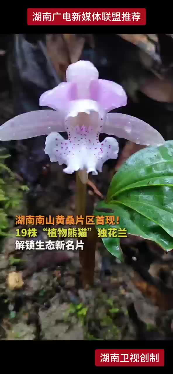 湖南南山黄桑片区首现！