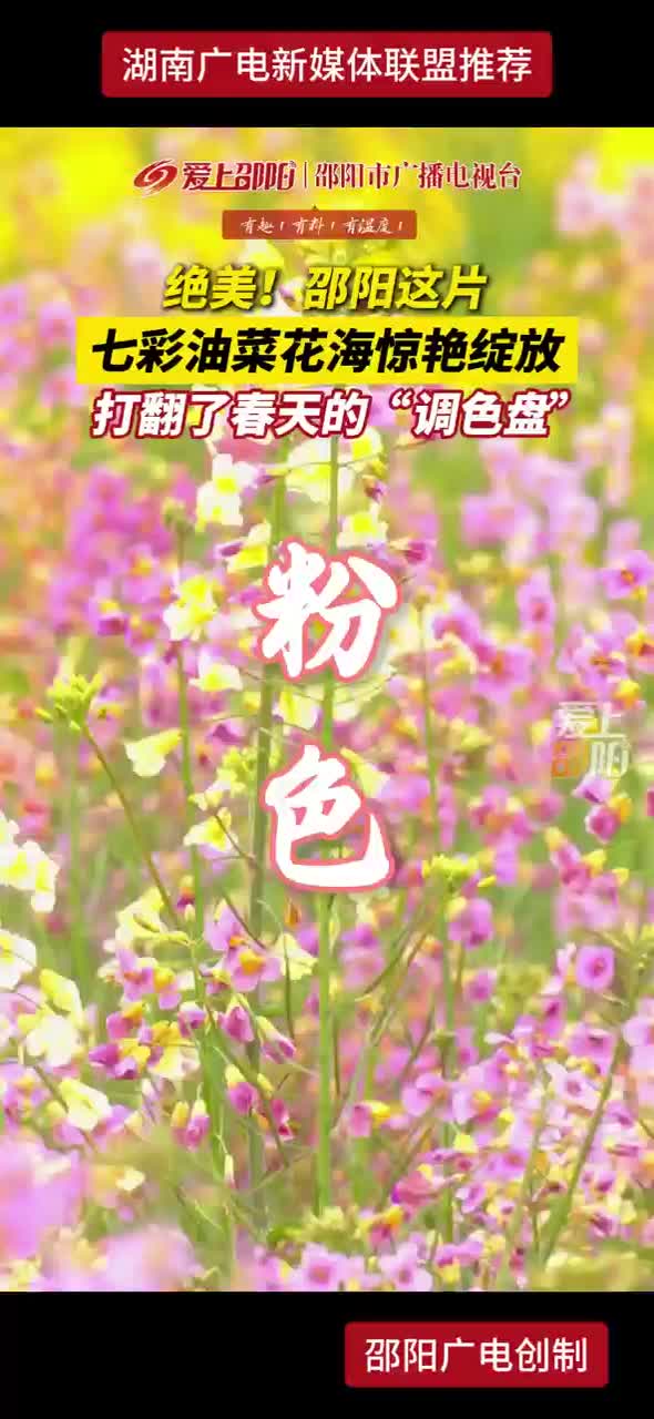 绝美！邵阳这片七彩油菜花海惊艳绽放