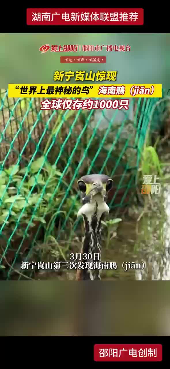 新宁崀山惊现“世界上最神秘的鸟”海南鳽（jiān）