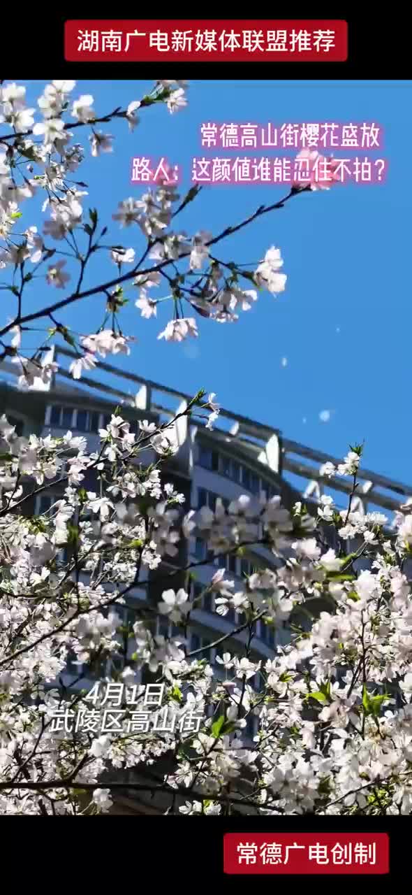 春日有约，花不误