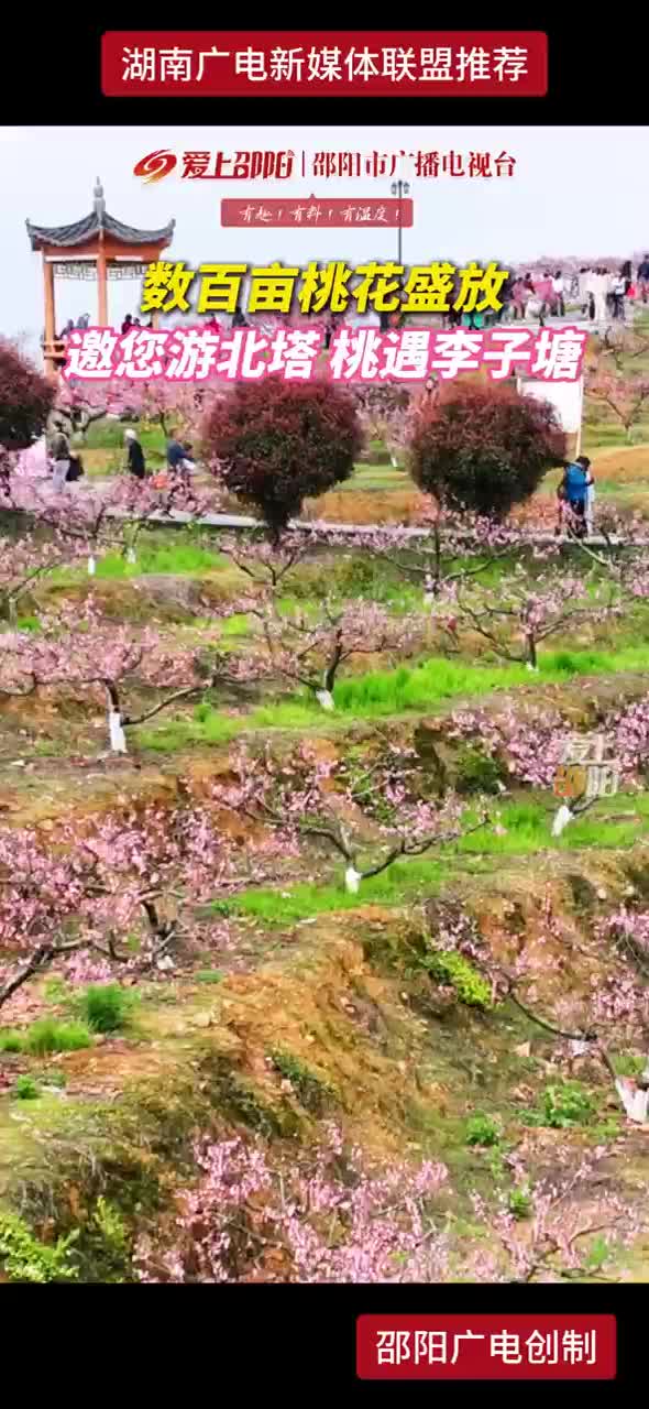 数百亩桃花盛放 邀您游北塔 桃遇李子塘