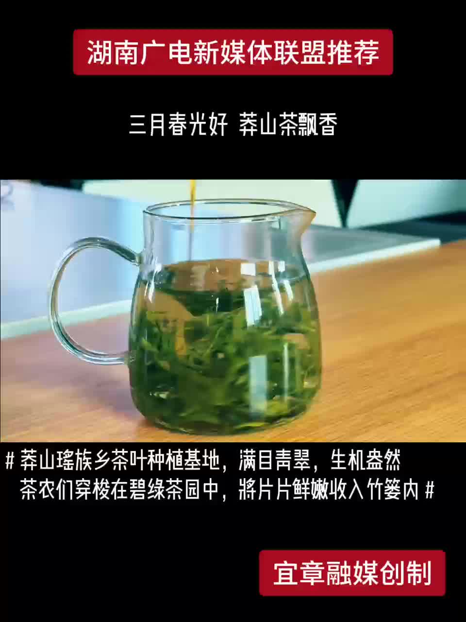三月春光好 莽山茶飘香