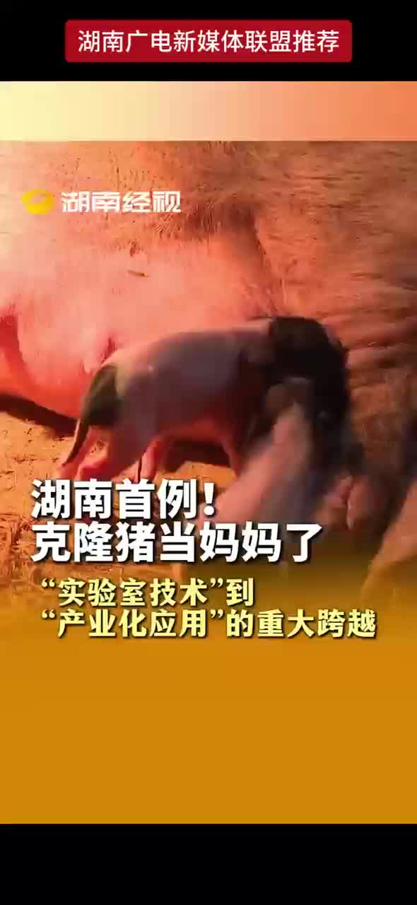 湖南首例！克隆猪当妈妈了