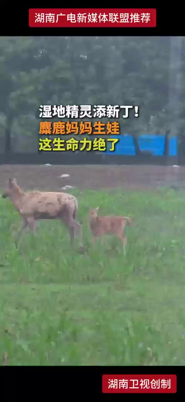 湿地精灵添新丁！麋鹿妈妈生娃