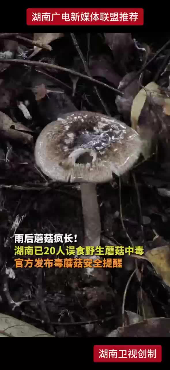 雨后蘑菇疯长！湖南已20人误食野生蘑菇中毒