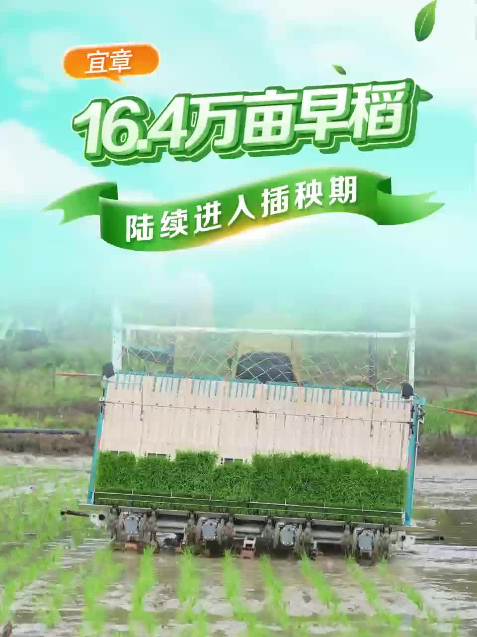宜章县早稻陆续进入插秧期