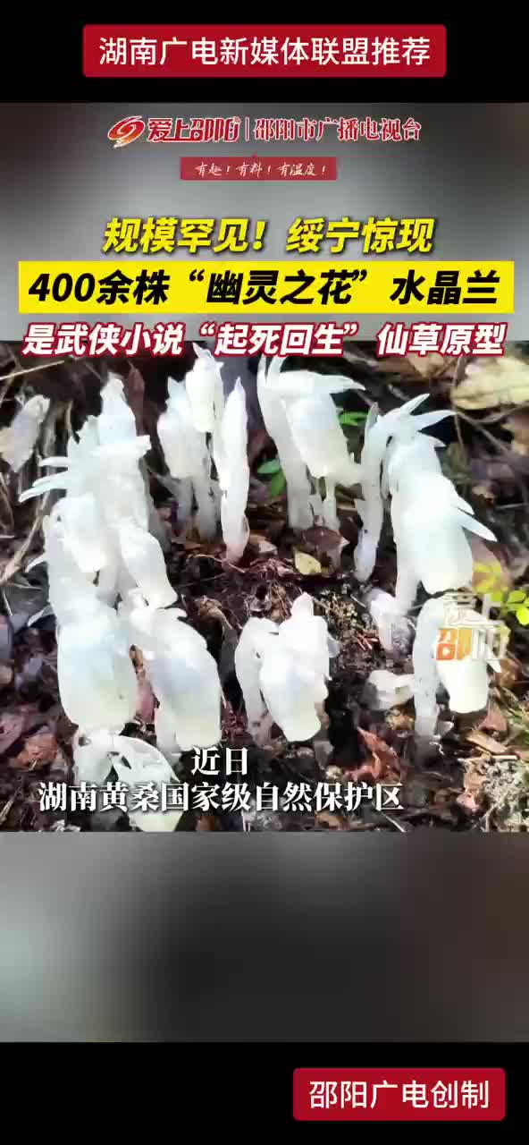 规模罕见！绥宁惊现400余株“幽灵之花”水晶兰