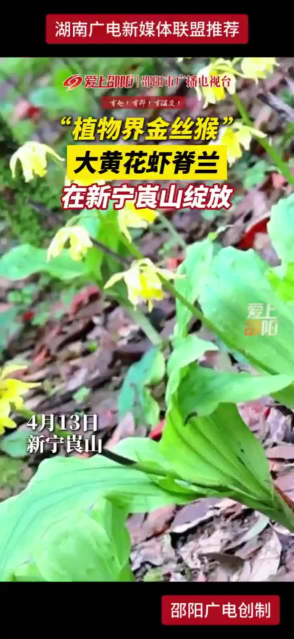 “植物界金丝猴”大黄花虾脊兰在宁崀山绽放