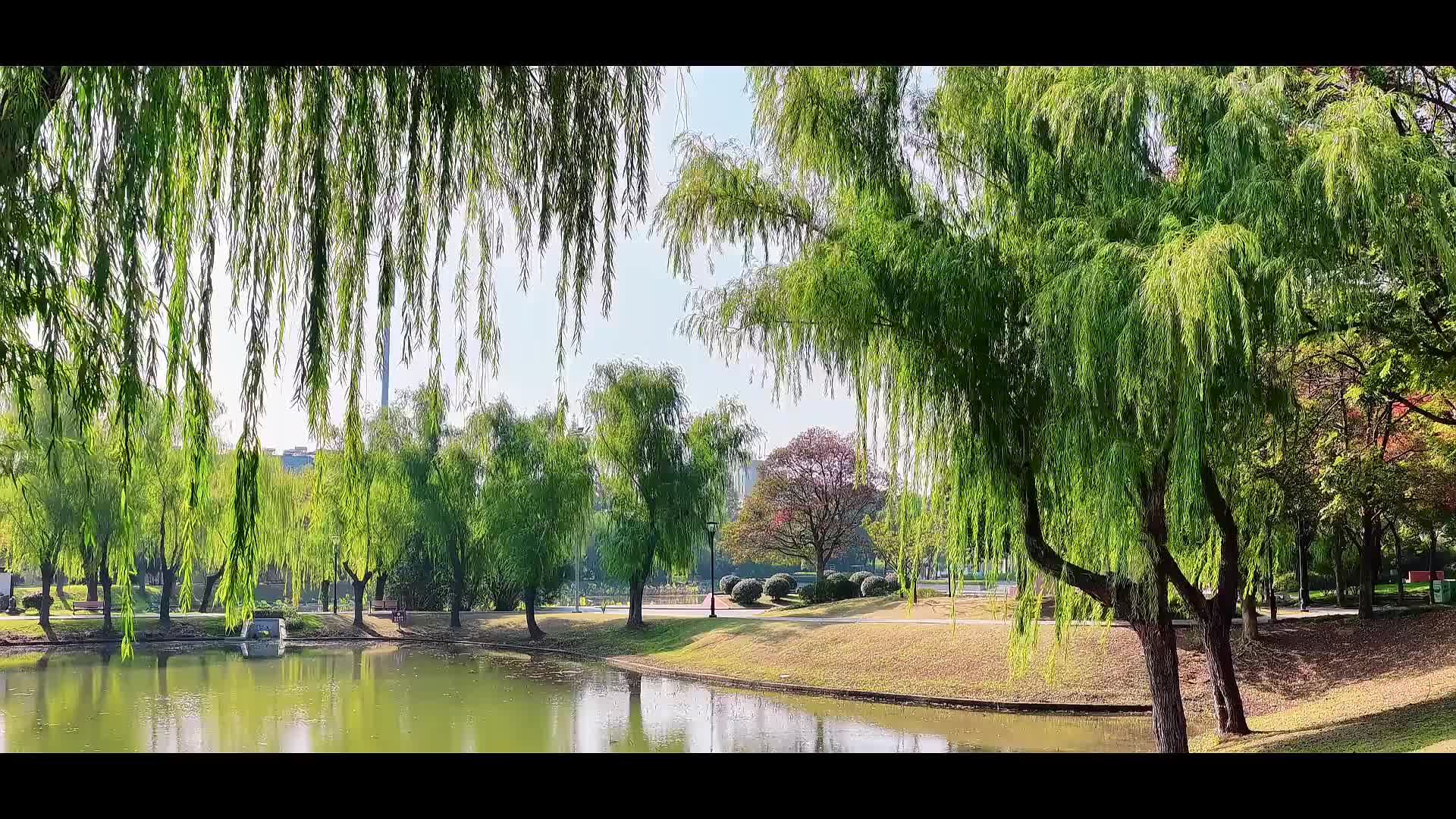 “小而美”理论学习传播微视频丨仪征：银芽闪耀处 信仰暖人心