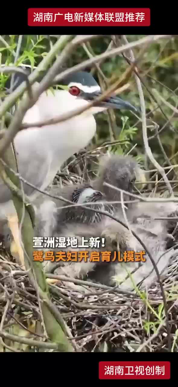萱洲湿地上新！鹭鸟夫妇开启育儿模式