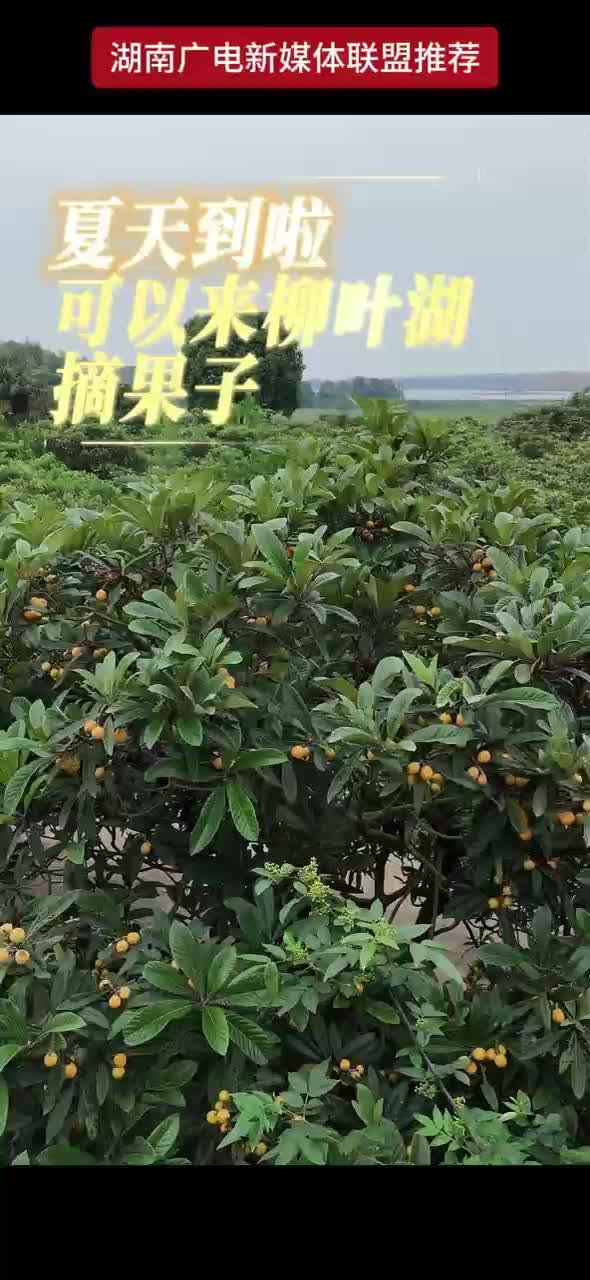 比鸡蛋还大的枇杷你见过吗？
