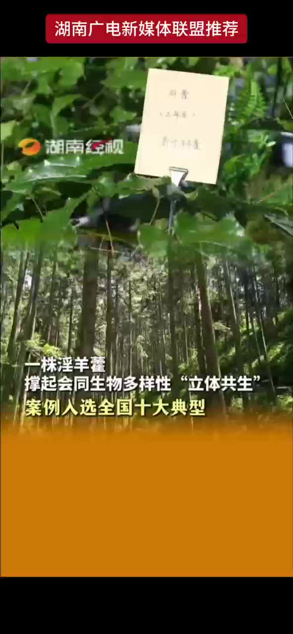 一株淫羊霍撑起会同生物多样性“立体共主”