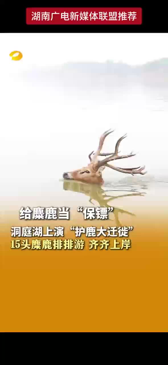 给麋鹿当“保镖”
