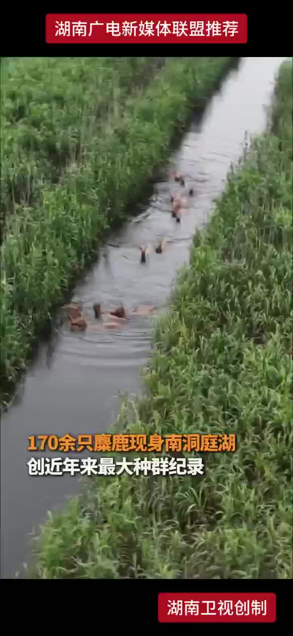 170余只麋鹿现身南洞庭湖