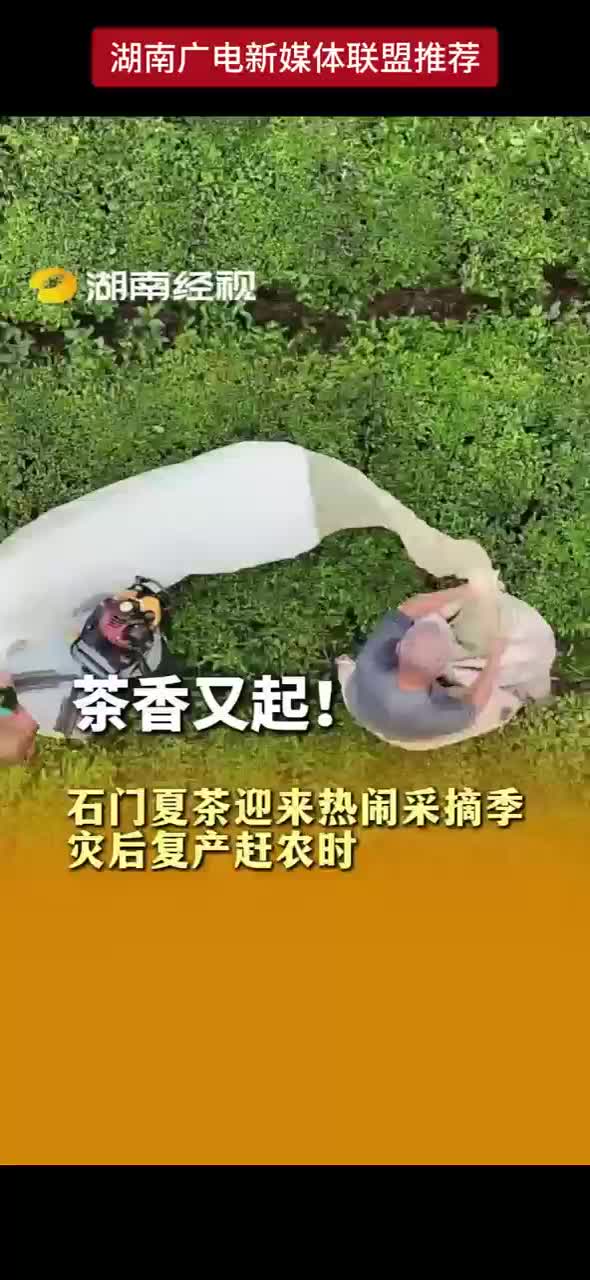 茶香又起！