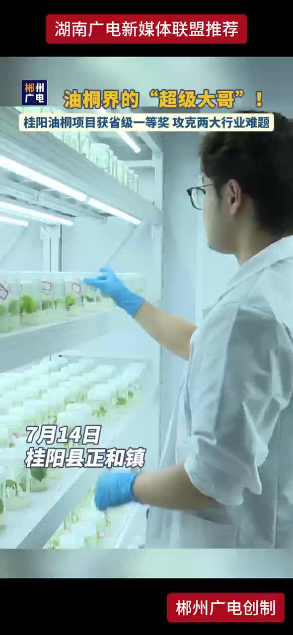 油桐界的“超级大哥”！