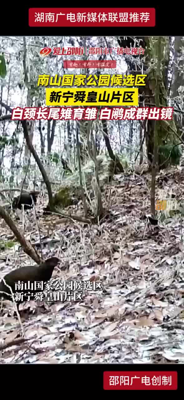 白颈长尾雉育雏 白鹇成群出镜