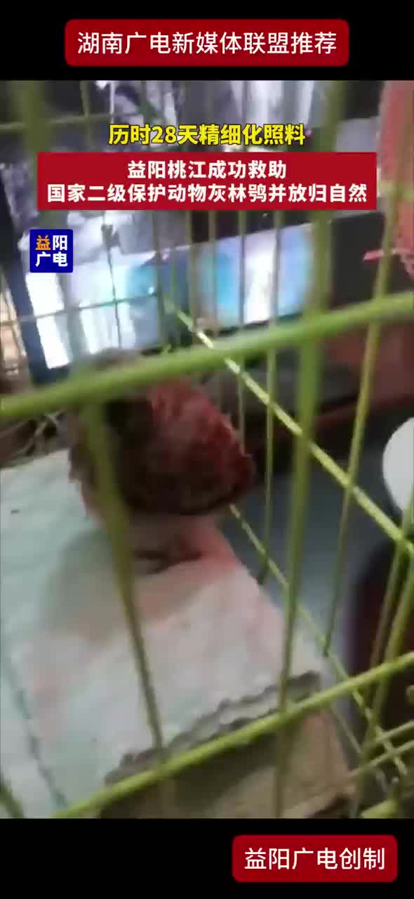 益阳桃江成功救助 国家二级保护动物灰林鸮并放归自然
