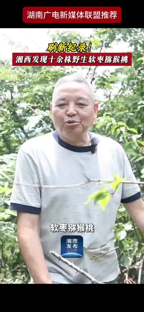 刷新纪录！湘西发现十余株野生软枣猕猴桃
