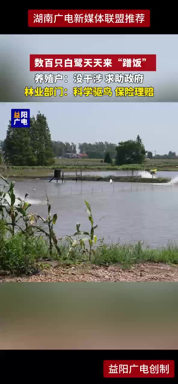 数百只白鹭天天来“蹭饭”