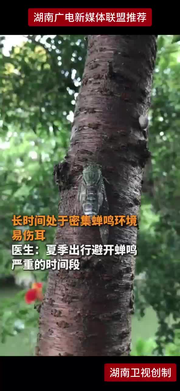 长时间处于密集蝉鸣环境易伤耳