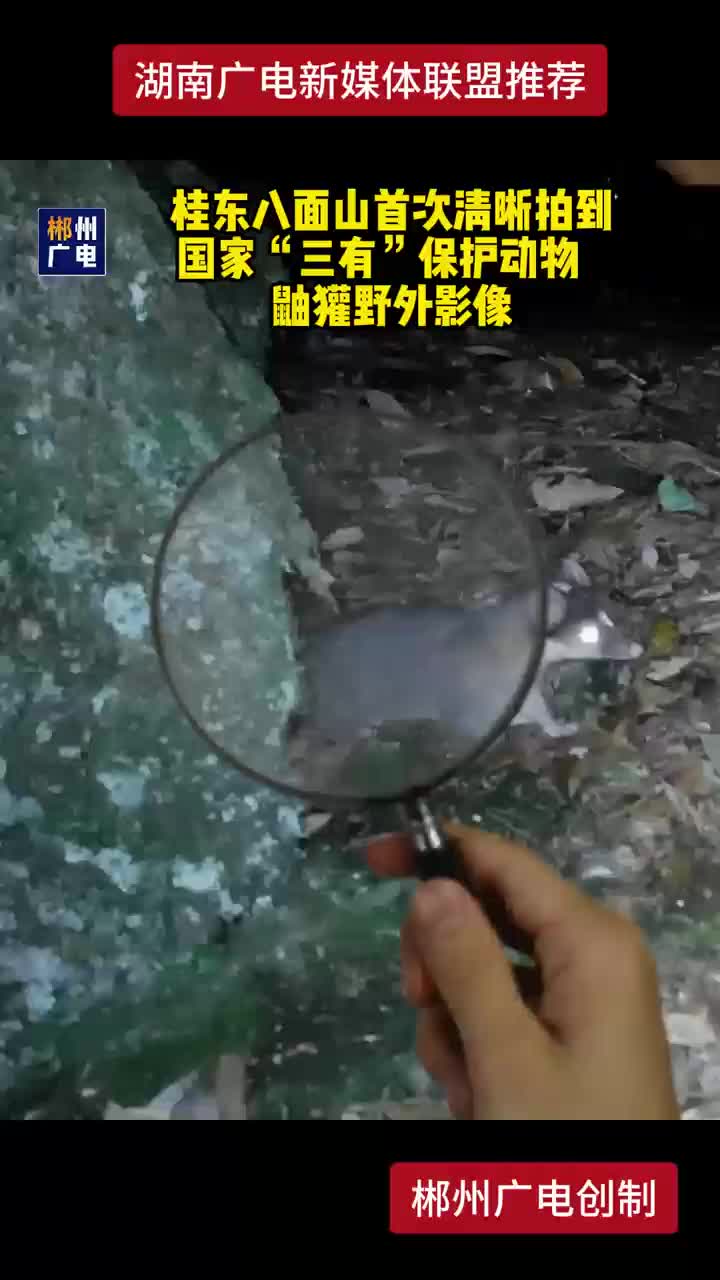 桂东八面山首次清晰拍到国家”三有“保护动物鼬獾野外影像
